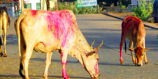 होली पर बेजुबानों से क्रूरता तो होगी जेल, रंग बन सकते हैं जानलेवा — ओम बड़ोदिया 3 web.whatsapp 2026 02 27T162817.950