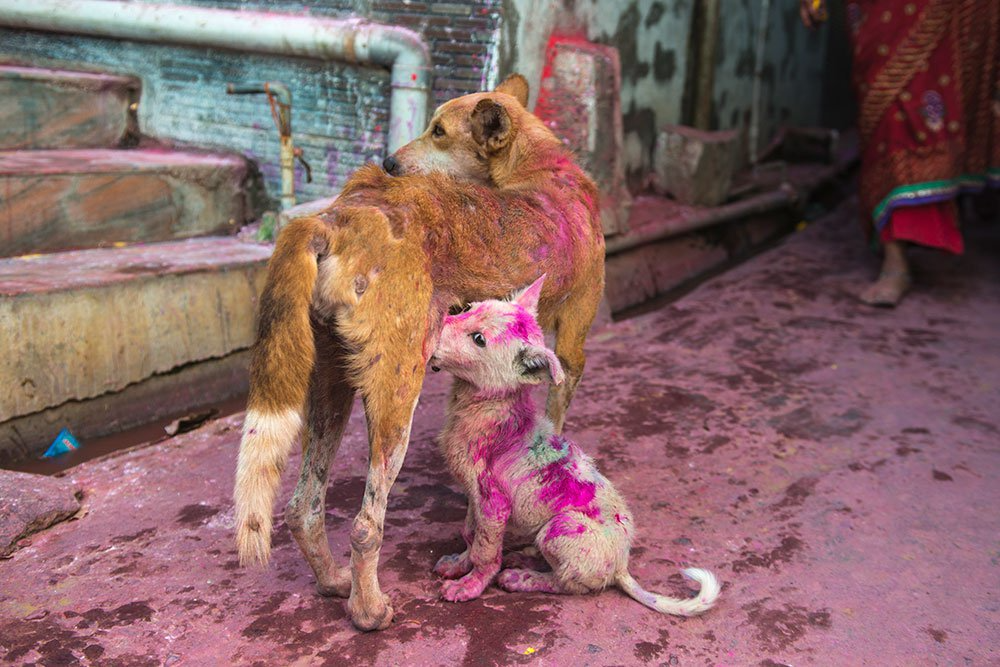 होली पर बेजुबानों से क्रूरता तो होगी जेल, रंग बन सकते हैं जानलेवा — ओम बड़ोदिया 2 web.whatsapp 2026 02 27T162822.203