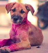 होली पर बेजुबानों से क्रूरता तो होगी जेल, रंग बन सकते हैं जानलेवा — ओम बड़ोदिया 1 web.whatsapp 2026 02 27T162823.894