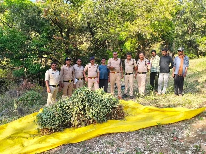 *छिंदवाड़ा :तामिया पुलिस की बड़ी कार्रवाई ,अवैध अफीम खेती का भंडाफोड़* 1 WhatsApp Image 2026 03 30 at 15.30.14