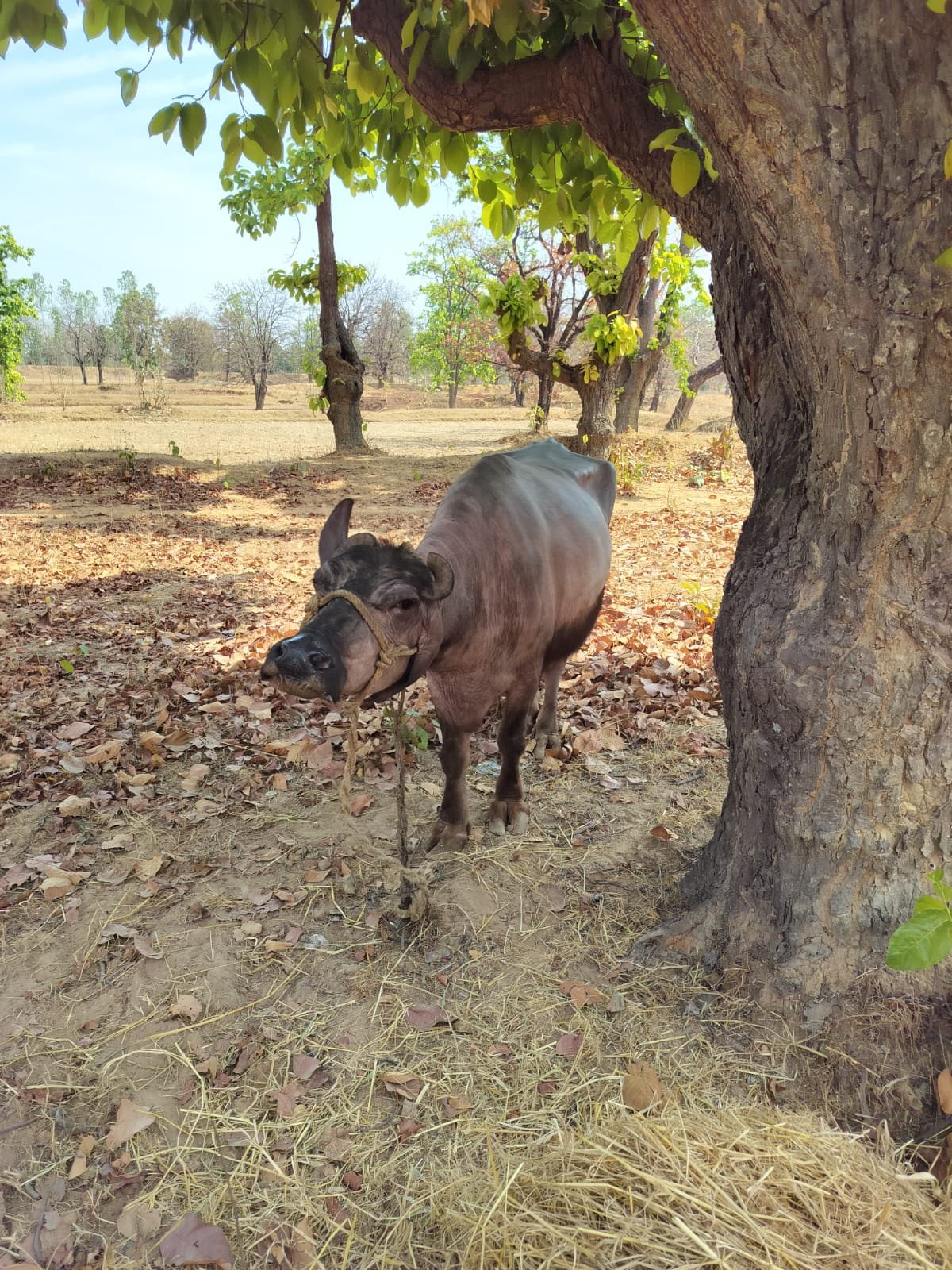 जैतपुर पुलिस की बड़ी कार्रवाई: अवैध मवेशी परिवहन करते पिकअप जब्त, आरोपी गिरफ्तार 1 WhatsApp Image 2026 04 07 at 18.53.38