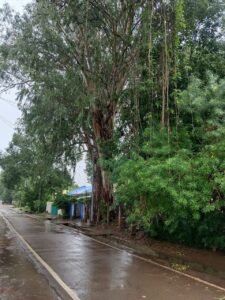 कलेक्टर निवास के सामने मौत का साया! शिकायतों की फाइलें बढ़ीं, लेकिन विभागों की नींद नहीं टूटी 1 WhatsApp Image 2026 07 26 at 13.42.57 1
