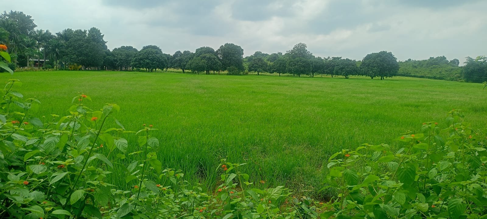 शासकीय भूमि पर अतिक्रमण के आरोप, कस्टोडियन एवं चारागाह भूमि भी कब्जे की जद में 1 WhatsApp Image 2026 09 12 at 12.58.09