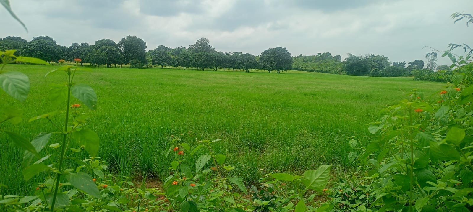 शासकीय भूमि पर अतिक्रमण के आरोप, कस्टोडियन एवं चारागाह भूमि भी कब्जे की जद में 4 WhatsApp Image 2026 09 12 at 12.58.10 1