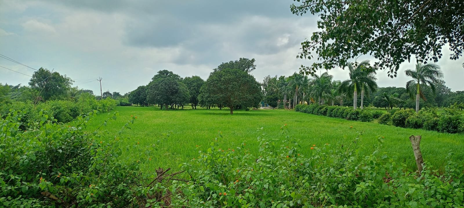 शासकीय भूमि पर अतिक्रमण के आरोप, कस्टोडियन एवं चारागाह भूमि भी कब्जे की जद में 3 WhatsApp Image 2026 09 12 at 12.58.10