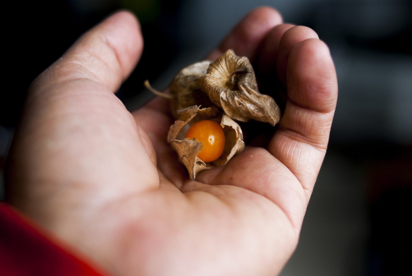 uvilla-3121371_1920-1400x937