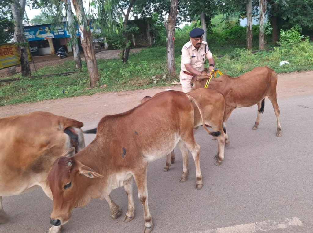 सड़क दुर्घटनाओं की रोकथाम हेतु धमतरी पुलिस की अभिनव पहल – आवारा मवेशियों को पहनाए जा रहे रेडियम रिफ्लेक्टर बेल्ट