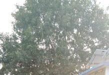 पत्रकार सुनील बलराम कुमार राय पिता स्व. मूलचंद्र राय पर जानलेवा हमलावर पुलिस कि गिरफ्त में