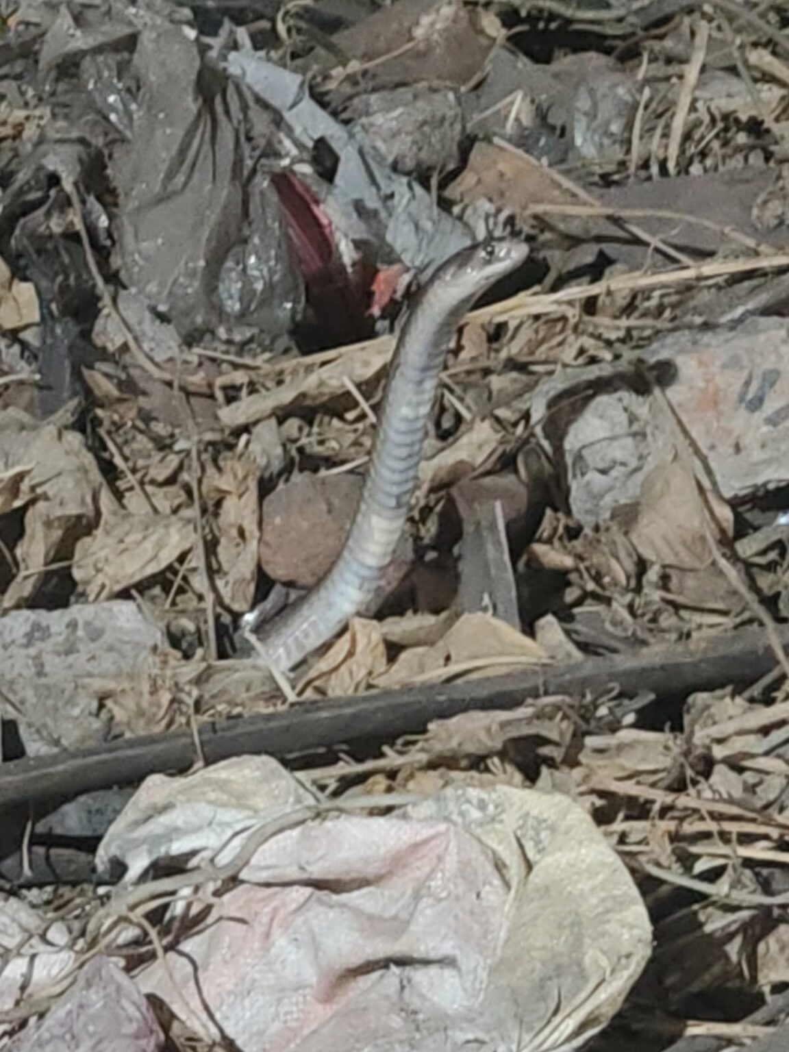 WhatsApp Image 2026 01 03 at 19.54.33