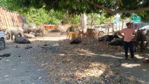 अवैध पशु तस्करी पर पुलिस का बड़ा प्रहार, 36 मवेशियों के साथ ट्रक जब्त, दो आरोपी गिरफ्तार WhatsApp Image 2026 04 14 at 9.07.20 PM 1