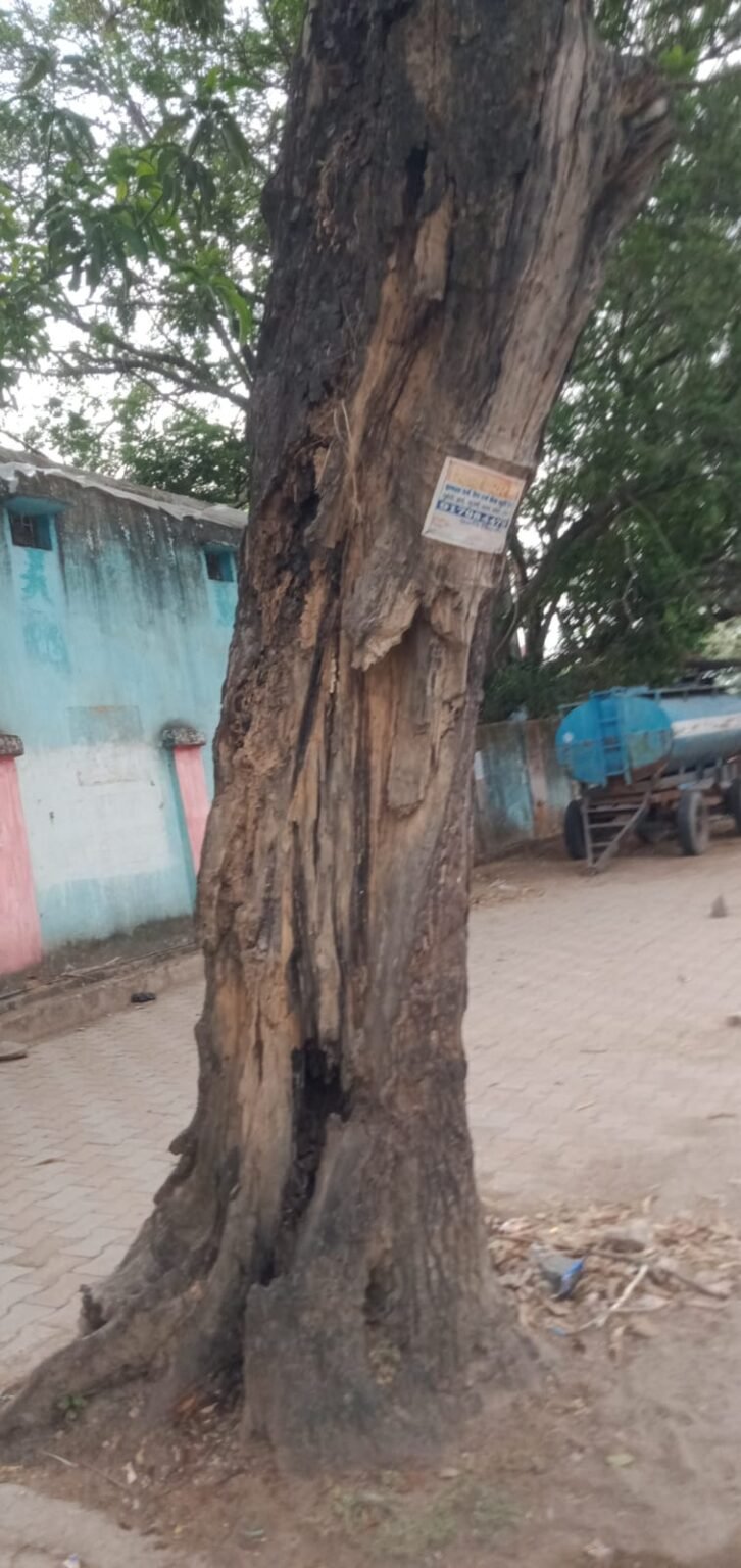 *चिरमिरी- एमसीबी* – बड़ा बाजार गुदरीपारा मेंन रोड पानी टंकी के सामने आर – पार दो पेड़ बहुत ही खतरे व दुर्घटना की वजह बन सकते हैं, अगर समय रहते ध्यान नहीं दिया गया तो कोई बड़ी दुर्घटना घट सकती है WhatsApp Image 2026 06 07 at 15.14.14