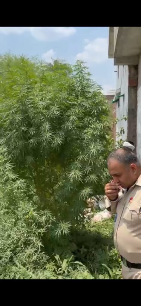 अवैध मादक पदार्थों के विरुद्ध कोतवाली पुलिस की बड़ी कार्रवाईघर की बाड़ी में लगाए गए गांजा के पौधे को किया गया जप्त cfbda5ba 5aa3 48c4 9c3f 383c26769c1a