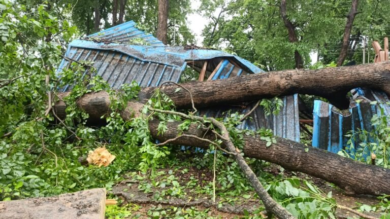 बारिश का कहर: फॉरेस्ट परिसर में खड़ी बोलेरो पर गिरा विशालकाय पेड़, वाहन पूरी तरह चकनाचूर… WhatsApp Image 2026 07 30 at 12.52.32