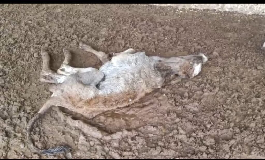 अमीरगंज गौशाला में दर्द से कराहती 'गौमाता': बेजुबानों की चीखों और बिछड़ी सांसों ने झकझोरा, प्रभारी संजय सोनी की भूमिका पर उठे सवाल 1 449656d3 3faa 46ed bc2c 2e9d8e8c7792