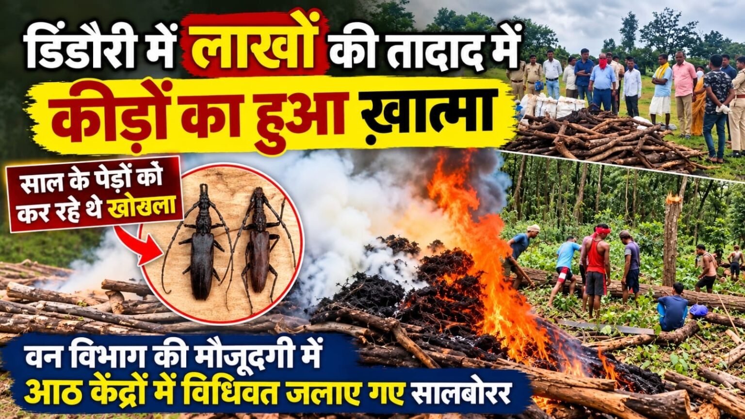 साल के जंगलों पर मंडराते खतरे के खिलाफ बड़ी कार्रवाई, 19.25 लाख साल बोरर कीट जलाकर नष्ट 5656f628 19d8 46c4 82f2 c20b65f51bd8