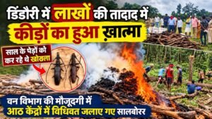साल के जंगलों पर मंडराते खतरे के खिलाफ बड़ी कार्रवाई, 19.25 लाख साल बोरर कीट जलाकर नष्ट 5656f628 19d8 46c4 82f2 c20b65f51bd8