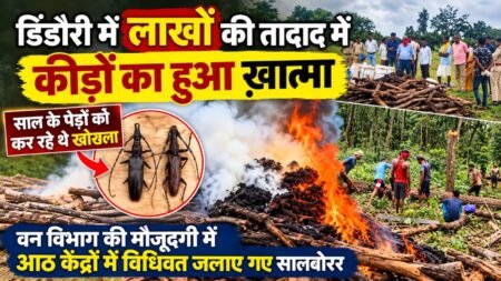 साल के जंगलों पर मंडराते खतरे के खिलाफ बड़ी कार्रवाई, 19.25 लाख साल बोरर कीट जलाकर नष्ट 5656f628 19d8 46c4 82f2 c20b65f51bd8