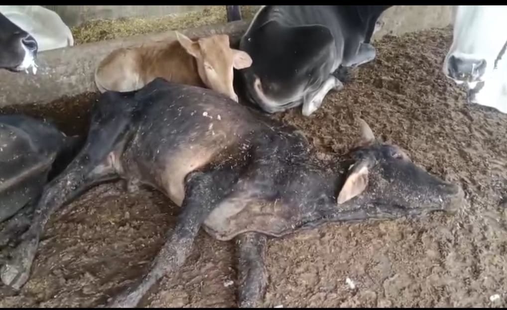 अमीरगंज गौशाला में दर्द से कराहती 'गौमाता': बेजुबानों की चीखों और बिछड़ी सांसों ने झकझोरा, प्रभारी संजय सोनी की भूमिका पर उठे सवाल 2 d8c08351 f42e 436c a675 5ba01cd1ca8b