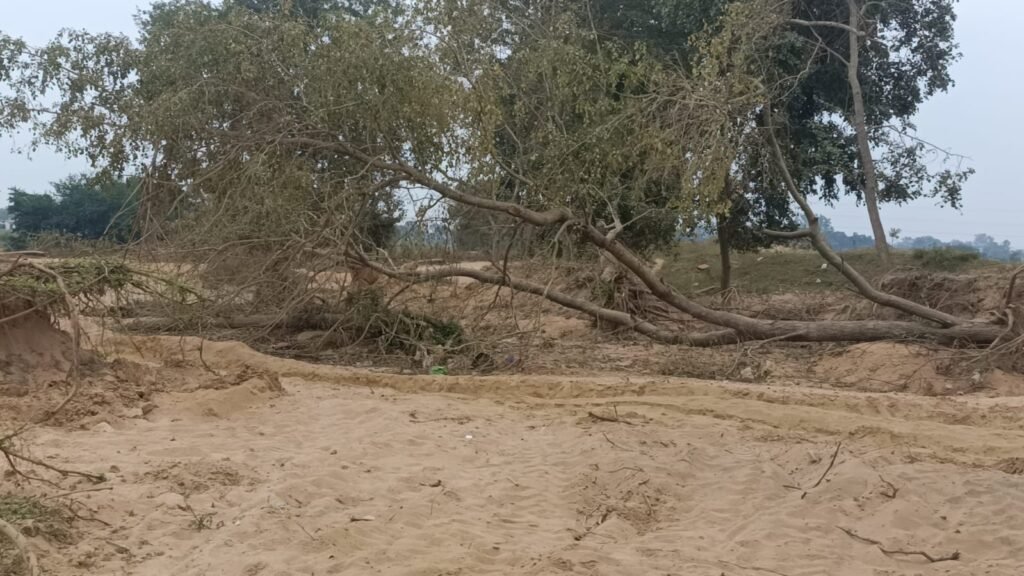 सामाजिक वानिकी के 20 हजार शीशम वृक्ष धराशायी! रेत चोरी का खौफनाक मंजर, आखिर किसके संरक्षण में बेखौफ हैं रेत चोर? 3 71827dd8 be24 4fd3 9d7b b5c321901bec 1