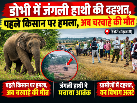 मेंहदवानी वन परिक्षेत्र में जंगली हाथी की दहशत, हमले की आशंका में 65 वर्षीय चरवाहे की मौत web.whatsapp
